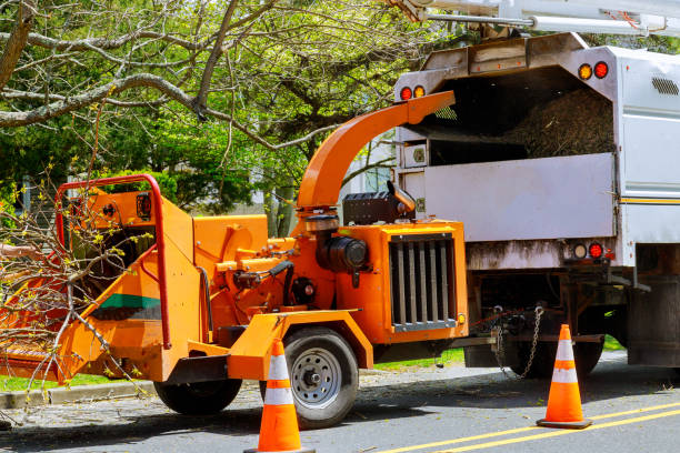 Trusted Oak Ridge, FL Tree Removal and Landscaping Services Experts